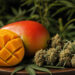 Mango and Cannabis Myrcene: Can Eating Fruit Intensify Your High?