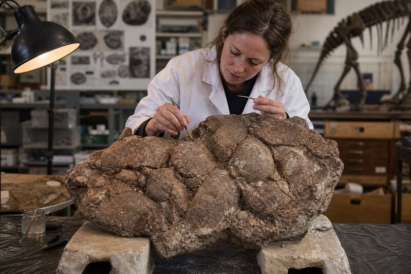 Some Dinosaurs Laid Soft, Leathery Eggs — and We Almost Missed It