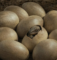 Some Dinosaurs Laid Soft, Leathery Eggs — and We Almost Missed It