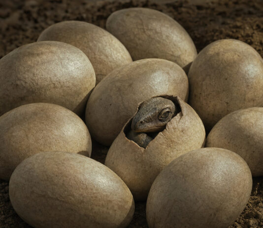 Some Dinosaurs Laid Soft, Leathery Eggs — and We Almost Missed It