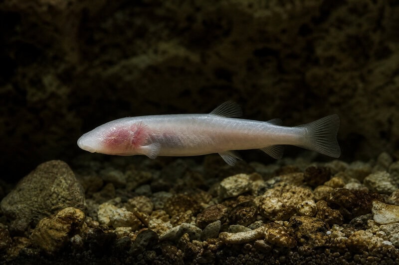 New Cavefish Species Found Under a U.S. Army Base Had Hidden There for Ages