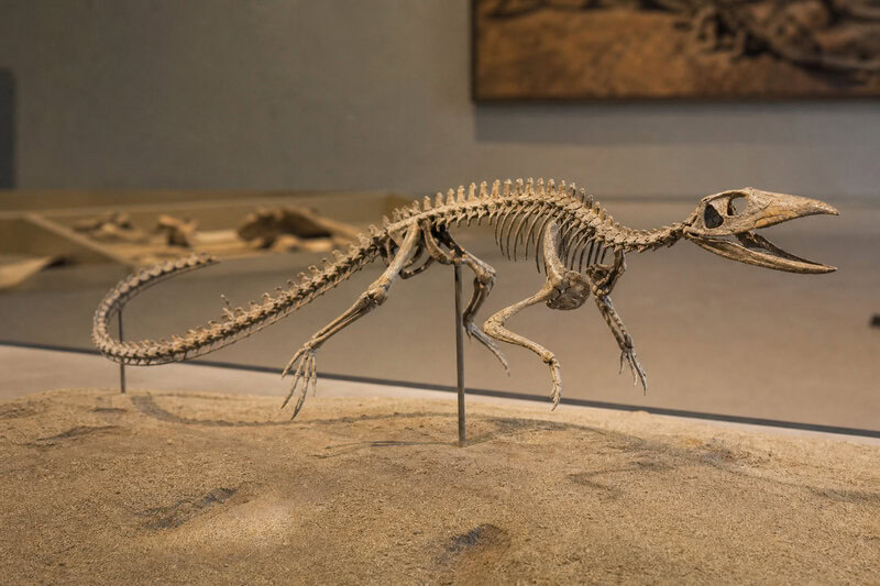 Bipedal Crocodile Relative Had Tiny Arms and a Beak&mdash;Not a Dinosaur