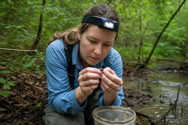 Rare Piedmont Blue Ghost Firefly Found in Mecklenburg County Park