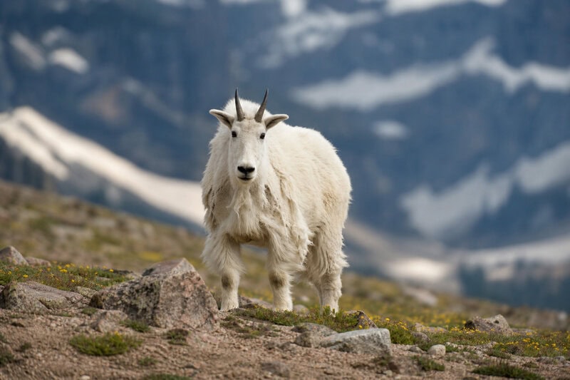 Viral Wildlife Fame Can Kill: What Jimothy’s Story Reveals