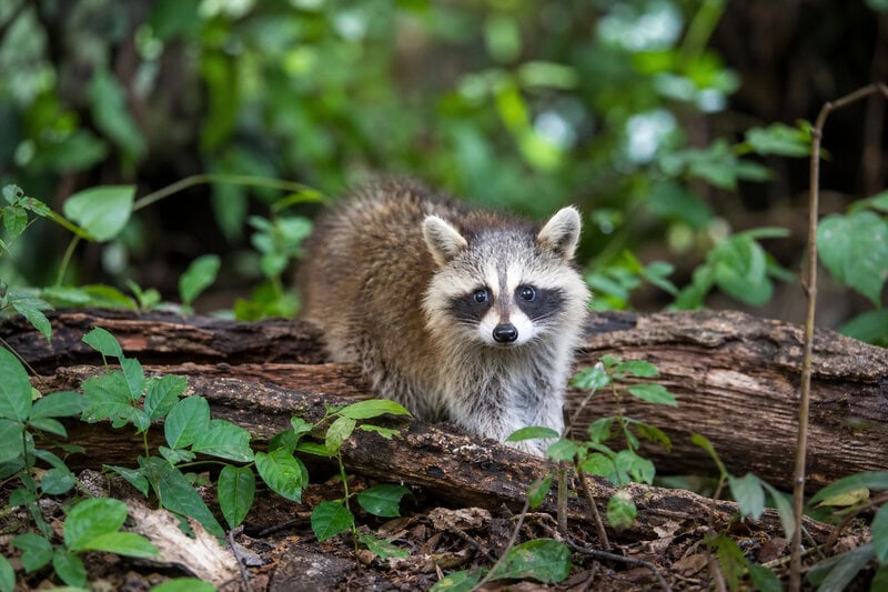 Viral Wildlife Fame Can Kill: What Jimothy’s Story Reveals