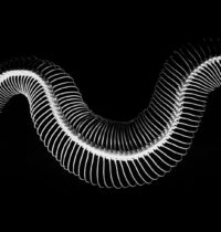 How Snakes Lost Their Legs: An 80-Million-Year-Old Fossil Shows the Transition