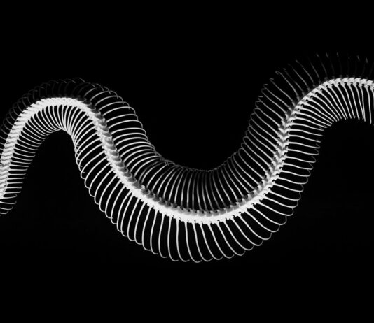 How Snakes Lost Their Legs: An 80-Million-Year-Old Fossil Shows the Transition