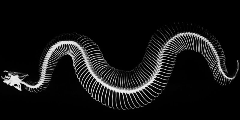How Snakes Lost Their Legs: An 80-Million-Year-Old Fossil Shows the Transition