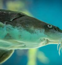 Michigan Lake Sturgeon May Live 400 Years — Oldest Vertebrate in North America