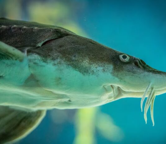 Michigan Lake Sturgeon May Live 400 Years — Oldest Vertebrate in North America