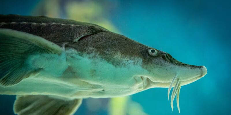 Michigan Lake Sturgeon May Live 400 Years — Oldest Vertebrate in North America