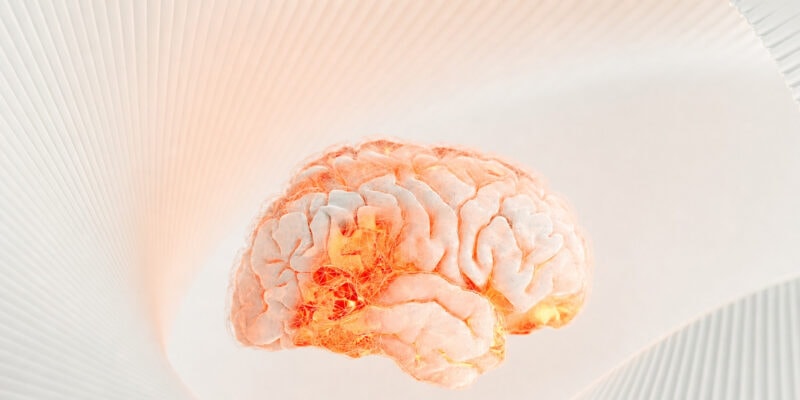 Your Brain’s Memory Hub Quietly Reorganizes Around Age 50, Science Finds