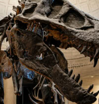 Dinosaur Predator Science Is Scarier Than Kids’ Movies Admit