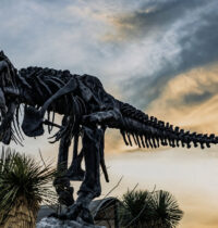 A T. rex Sprint Would Have Shattered Its Own Legs, Science Shows