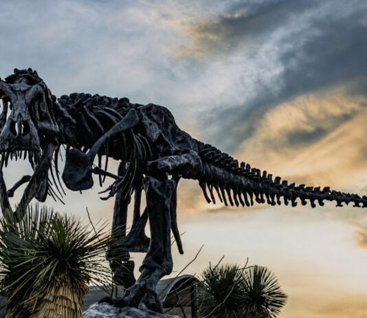 A T. rex Sprint Would Have Shattered Its Own Legs, Science Shows