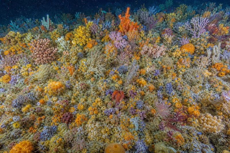 Pacific Seafloor So Densely Packed With Animals You Can’t See the Rock