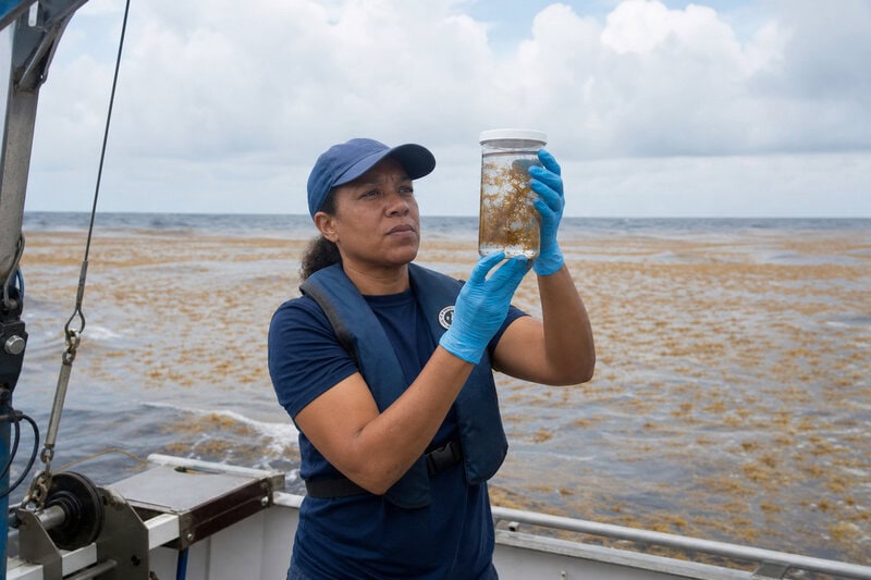 Satellites Map a 5,000-Mile Sargassum Belt Hidden Across the Atlantic