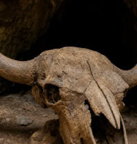 Ancient Bison DNA From 115 Genomes Exposes How Cattle Genes Invaded Modern Herds