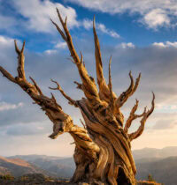 Ancient Tree Genetics: Why Population History Outweighs Age