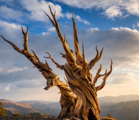 Ancient Tree Genetics: Why Population History Outweighs Age