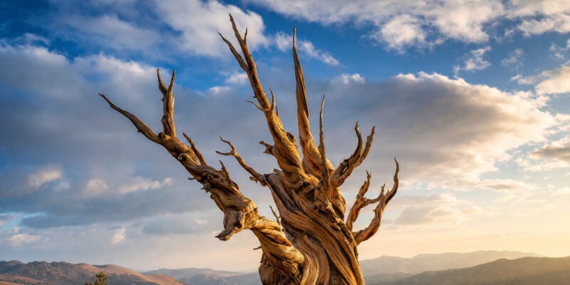 Ancient Tree Genetics: Why Population History Outweighs Age
