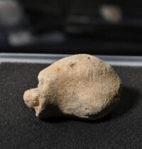 200,000-Year-Old Homo Skull Found in Spain Rewrites Iberian Prehistory