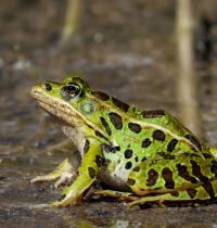 A New Frog Species Hid Undetected in NYC — and It’s Probably Not Alone