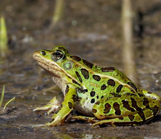 A New Frog Species Hid Undetected in NYC — and It’s Probably Not Alone
