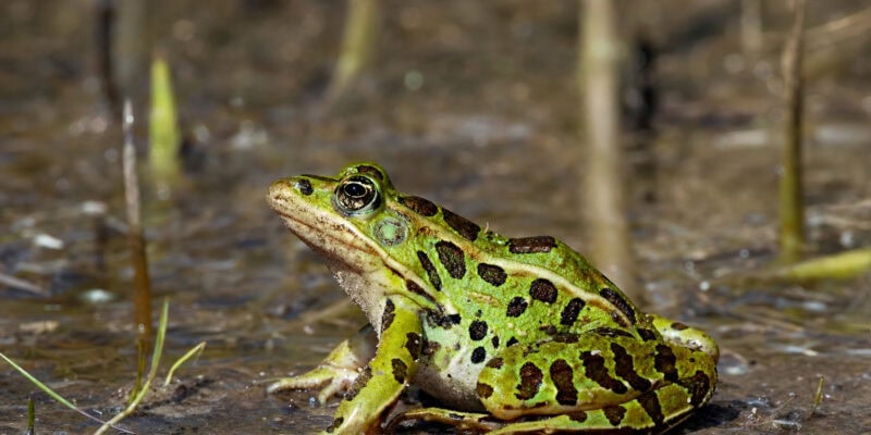 A New Frog Species Hid Undetected in NYC — and It’s Probably Not Alone