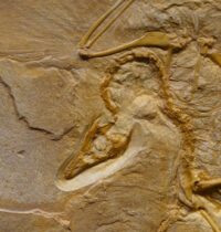 How to Fake a Fossil: Palaeontologists Reveal the Surprisingly Simple Method