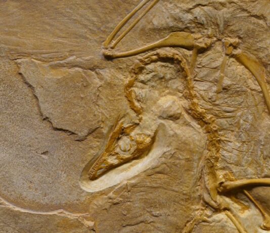 How to Fake a Fossil: Palaeontologists Reveal the Surprisingly Simple Method