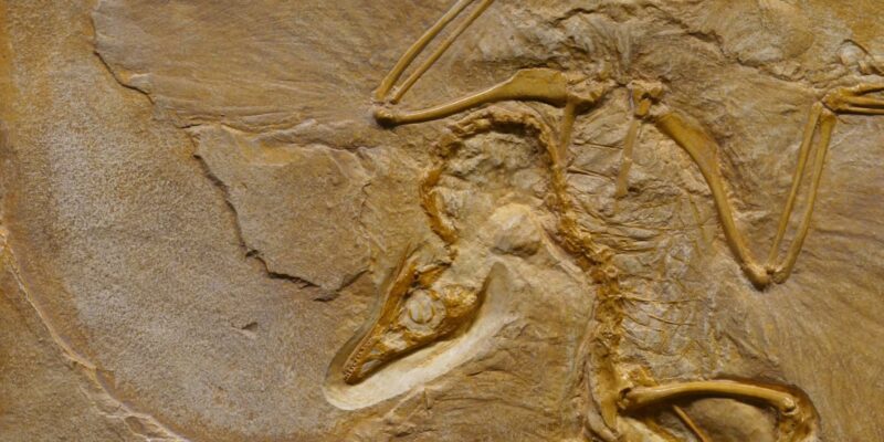 How to Fake a Fossil: Palaeontologists Reveal the Surprisingly Simple Method
