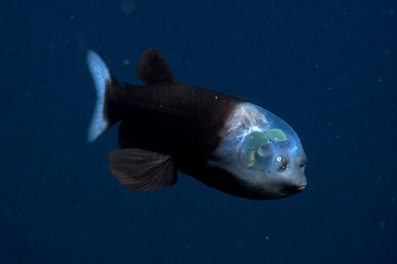 Deep-Sea Creatures That Survive Without Sunlight, Oxygen, or Food