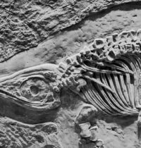 236-Million-Year-Old Fossil Pushes Live Birth Back 90 Million Years
