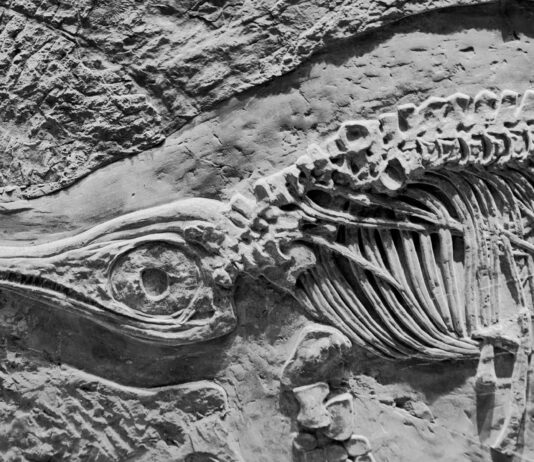 236-Million-Year-Old Fossil Pushes Live Birth Back 90 Million Years