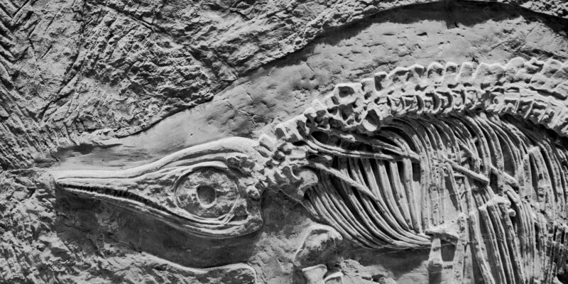 236-Million-Year-Old Fossil Pushes Live Birth Back 90 Million Years