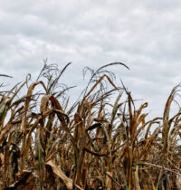 Midwest Named a Global Crop-Drought Hotspot — and the Stakes Are Enormous