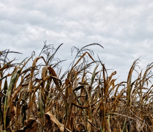 Midwest Named a Global Crop-Drought Hotspot — and the Stakes Are Enormous