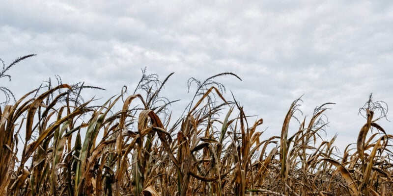Midwest Named a Global Crop-Drought Hotspot — and the Stakes Are Enormous