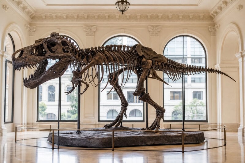 A T. Rex Named ‘Gus’ Just Sold for $50M &mdash; Who Really Owns Dinosaur Fossils?