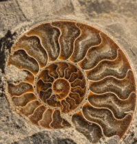 Early Cambrian Fossil Pushes Cephalopod Buoyancy Chamber Back 30 Million Years