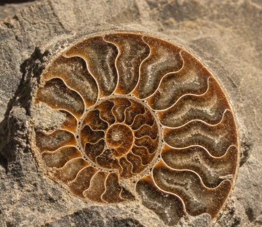 Early Cambrian Fossil Pushes Cephalopod Buoyancy Chamber Back 30 Million Years