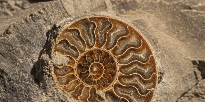 Early Cambrian Fossil Pushes Cephalopod Buoyancy Chamber Back 30 Million Years