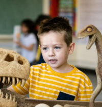 Dinosaur Discovery at Birchwood School Shows Why Fossil Awe Rewires Kids’ Brains