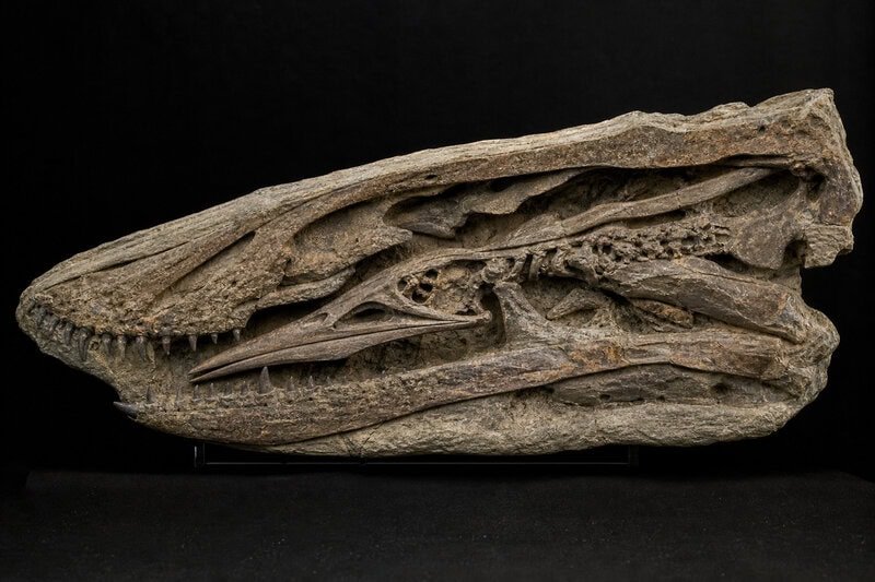 Pterosaur Inside an Ichthyosaur Inside a Pliosaur: One Fossil, Three Kills