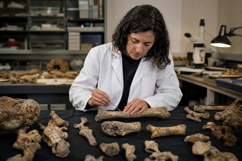 Homo antecessor Cannibalized Adults and Children in Spain 850,000 Years Ago
