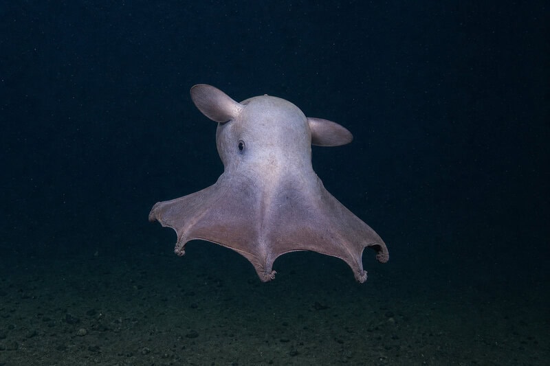 Dumbo Octopus Survives 4,000 Meters Down Where Pressure Would Crush Steel