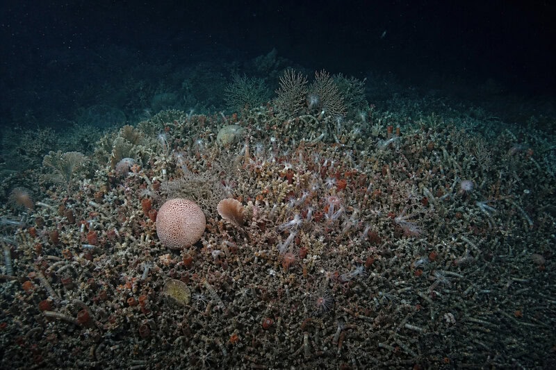 Pacific Seafloor So Densely Packed With Animals You Can’t See the Rock