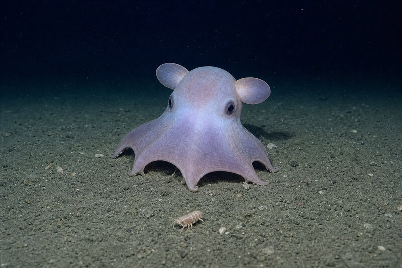 Dumbo Octopus Survives 4,000 Meters Down Where Pressure Would Crush Steel