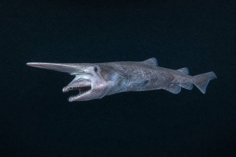 Goblin Shark’s Jaw Launches Out of Its Skull to Snag Invisible Prey